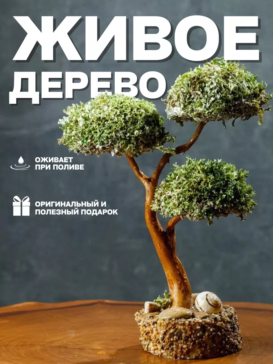 Декоративное дерево цетрария исландский мох бонсай Breath of nature купить  по цене 3 379 ₽ в интернет-магазине Wildberries | 136307127