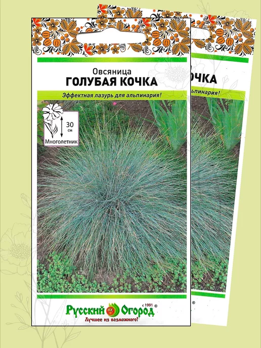 FESTUCA GLAUCA 'ELIJAH BLUE' Grasses garden, Front landscaping, Garden design