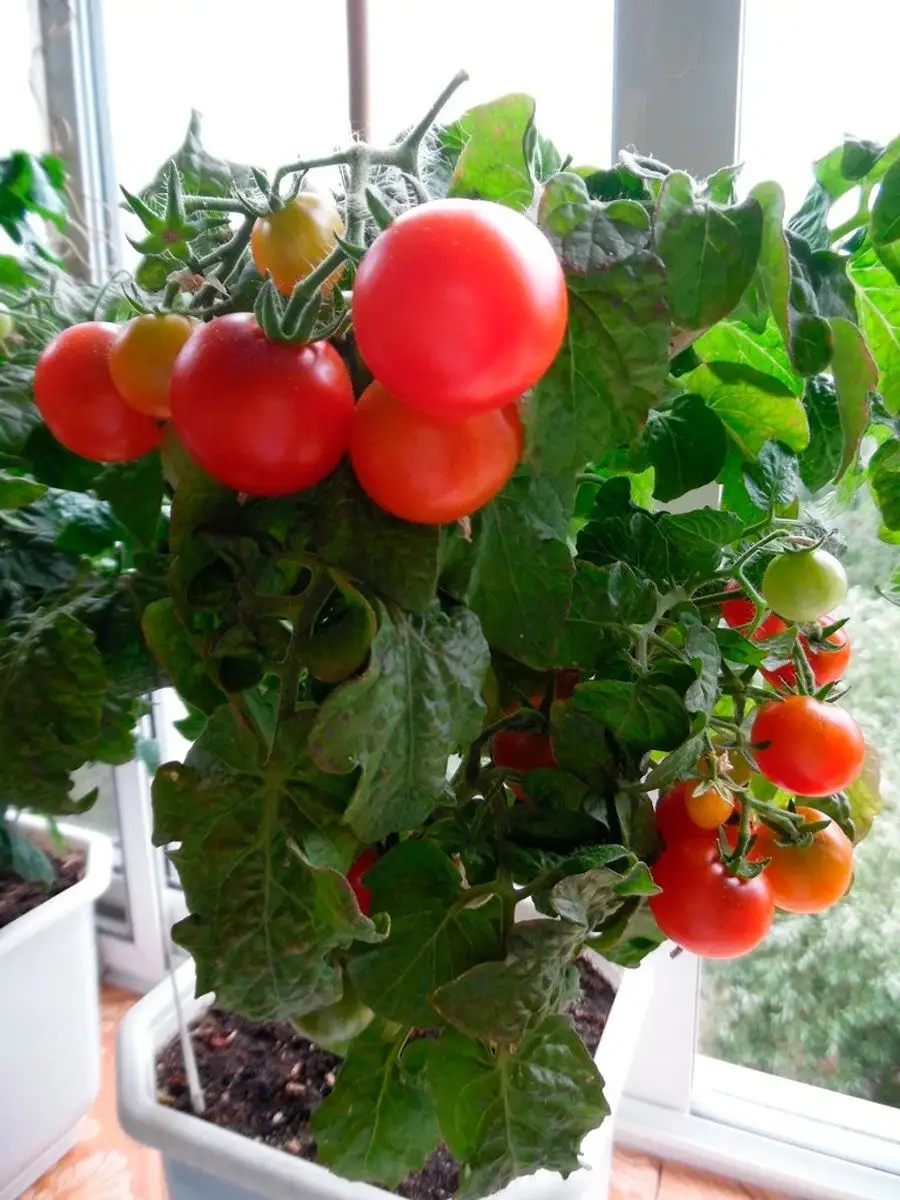Семена томатов для балкона. Томат балконный ред Робин. Томат черри балконное чудо. Помидоры сорт ред Робин.