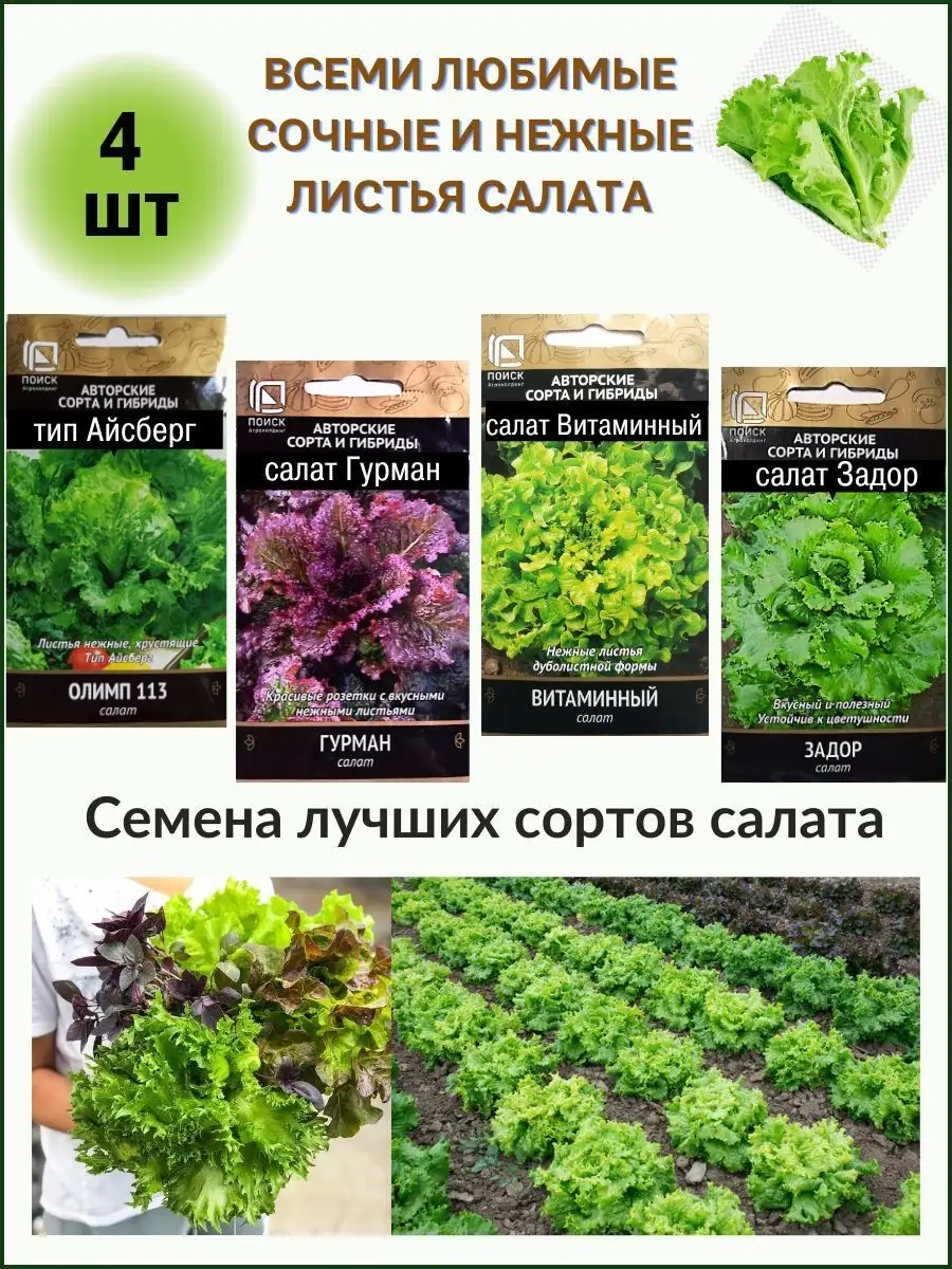 Семена салата ПОИСК купить по цене 0 сум в интернет-магазине Wildberries в  Узбекистане | 138822347