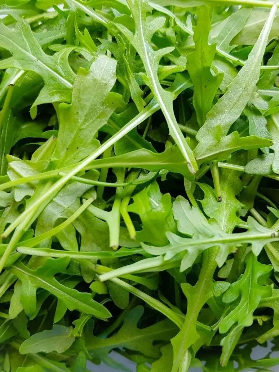 Индау (руккола) неаполитано. Индау руккола широколистная. Индау (руккола) кореянка. Рукола индау диковина. Руккола (индау) бутербродная.