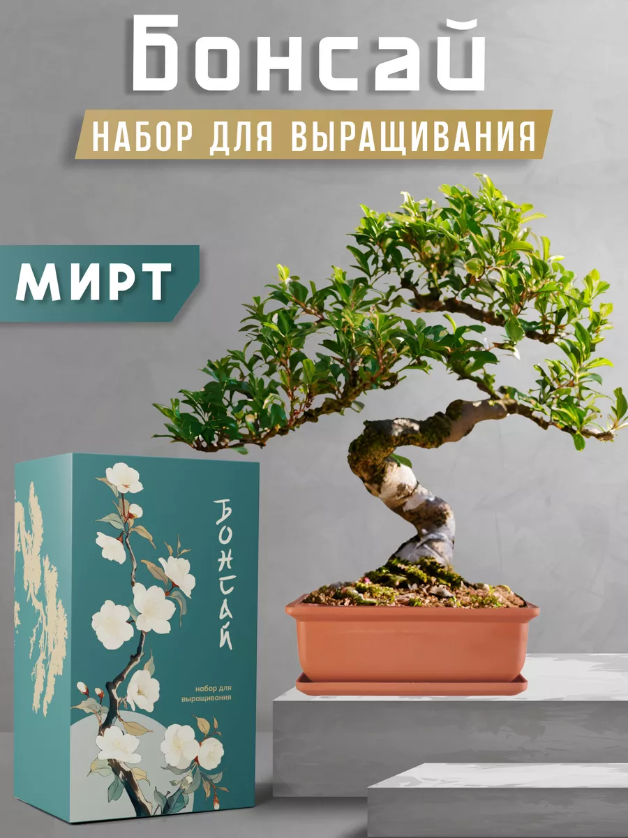 Набор для выращивания растений и деревьев бонсай для дома Plant Republic  купить по цене 1 121 ₽ в интернет-магазине Wildberries | 140894106