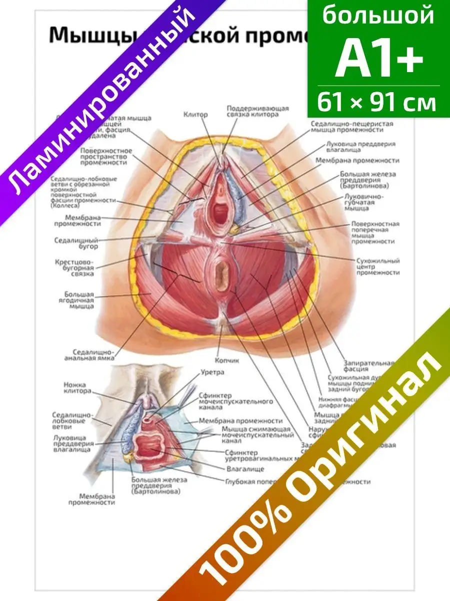 Женские половые органы - наружные и внутренние