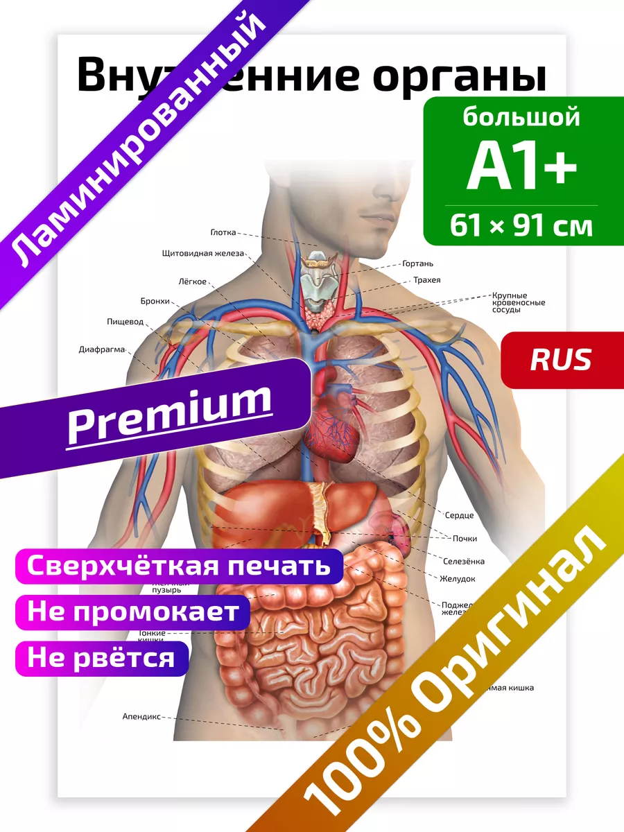 Внутренние органы человека: схема расположения, фото строения с надписями