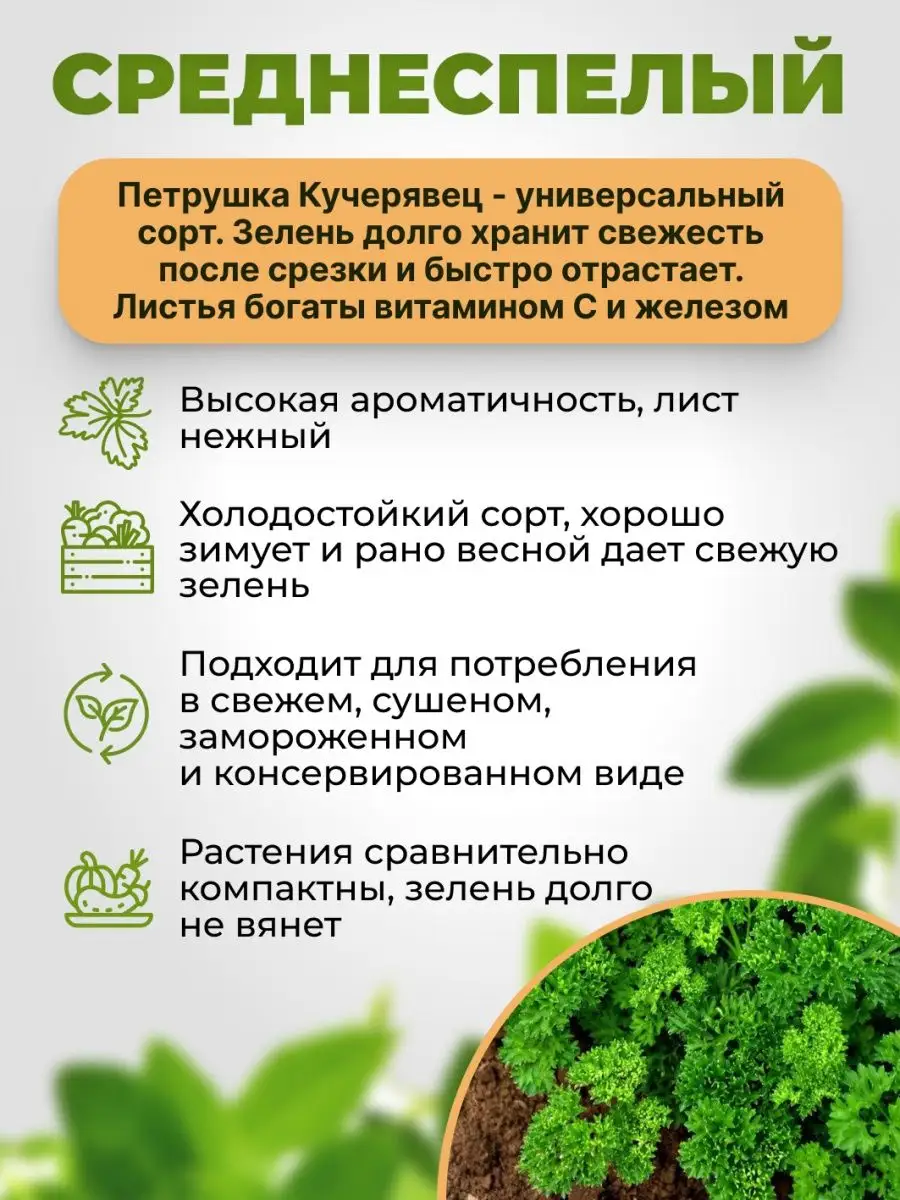 Семёновна Семена ароматной петрушки