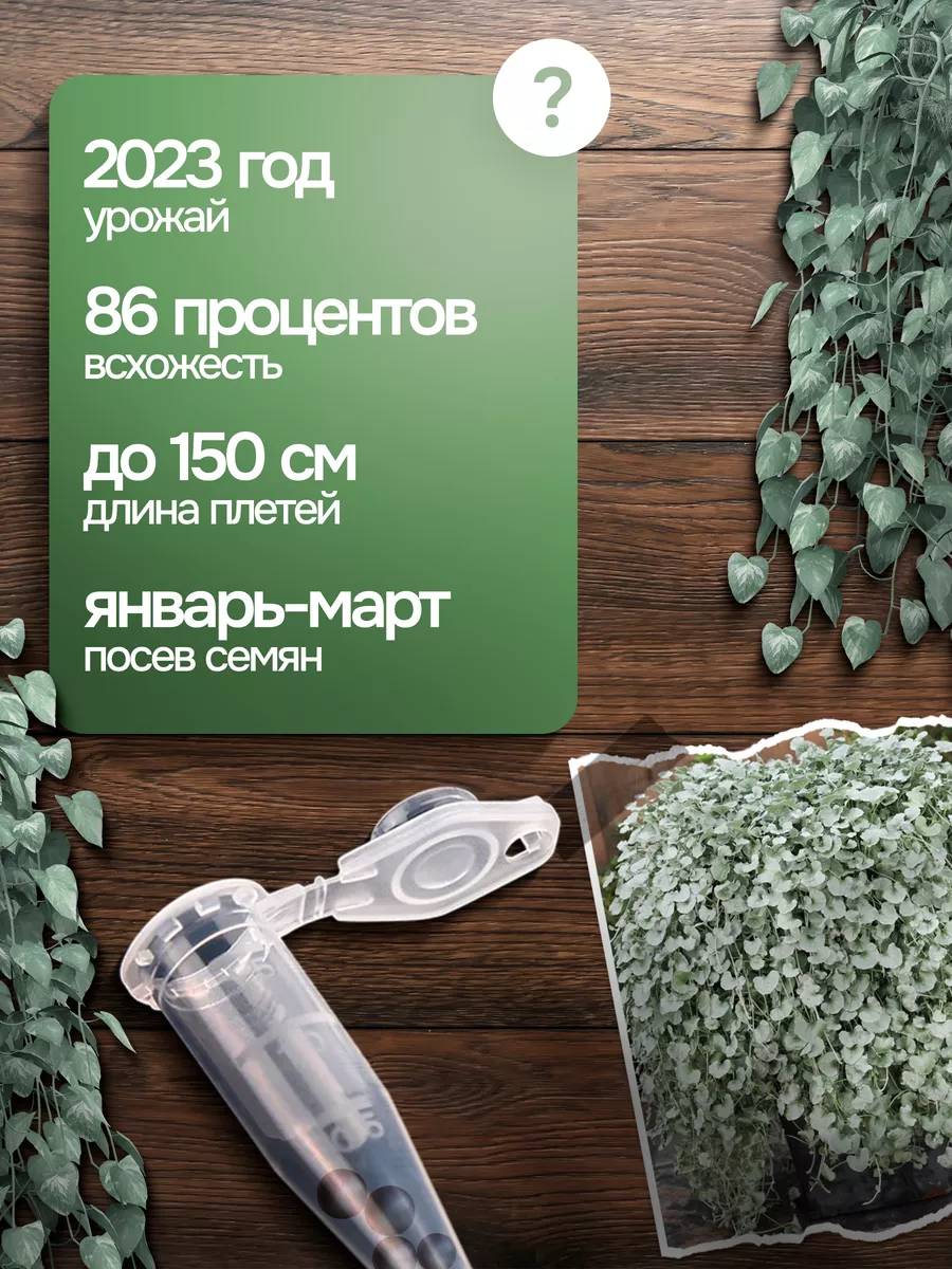 Дихондра серебристая ампельная Seeds Plants купить по цене 0 сум в  интернет-магазине Wildberries в Узбекистане | 145413398