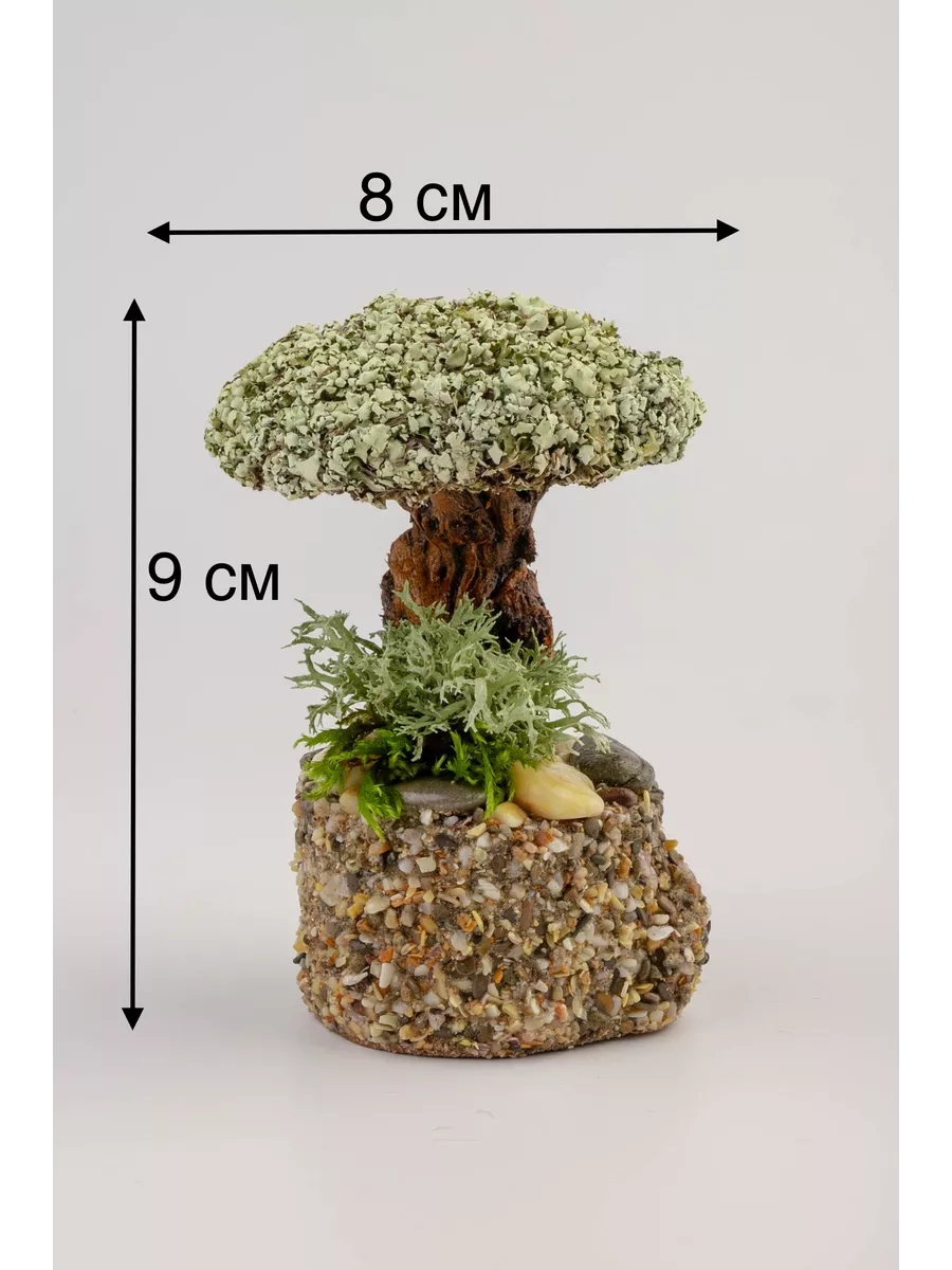 Живое дерево из исландского мха Цетрария красавчик большой Лавка волшебницы  купить по цене 0 сум в интернет-магазине Wildberries в Узбекистане |  147110898