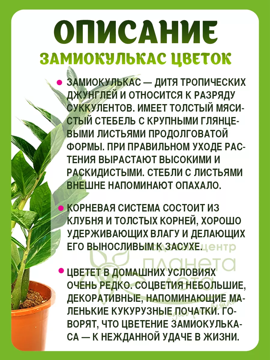 Комнатные растения живые в горшках 28 см Планета Лета купить по цене 1 479  ₽ в интернет-магазине Wildberries | 147126136