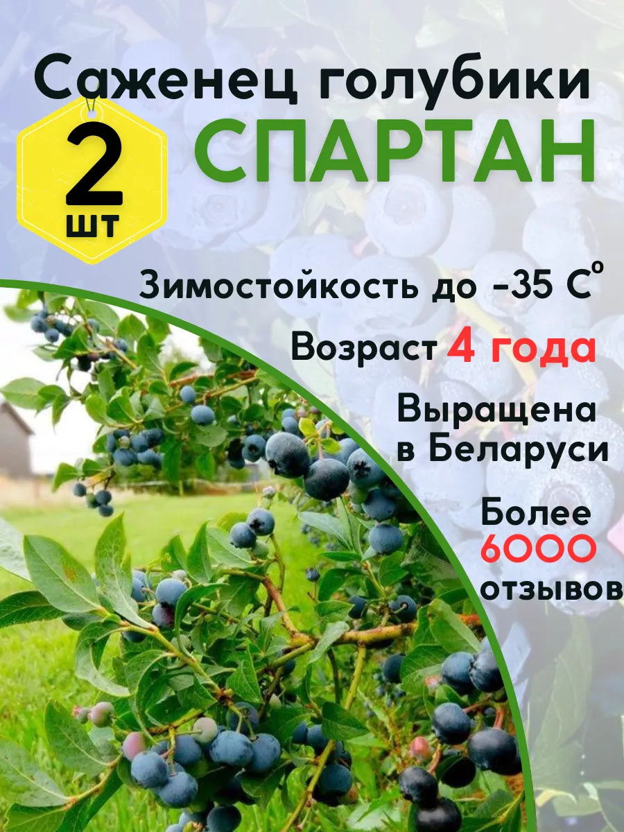Растения из Беларуси Саженец голубики Спартан 2 шт (3, 5 года). Садоваяголубика