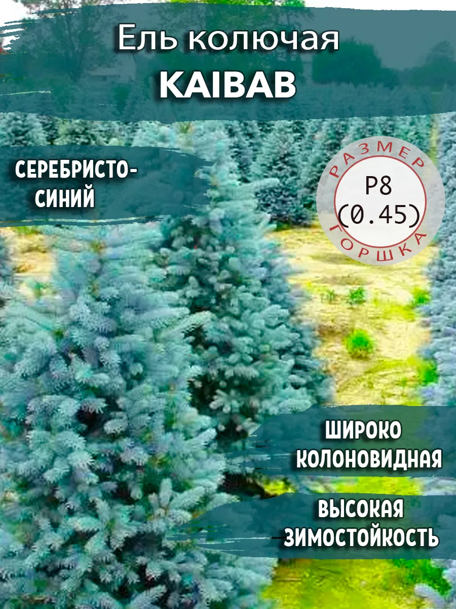 Ель глаука глобоза в ландшафтном дизайне красивая композиция