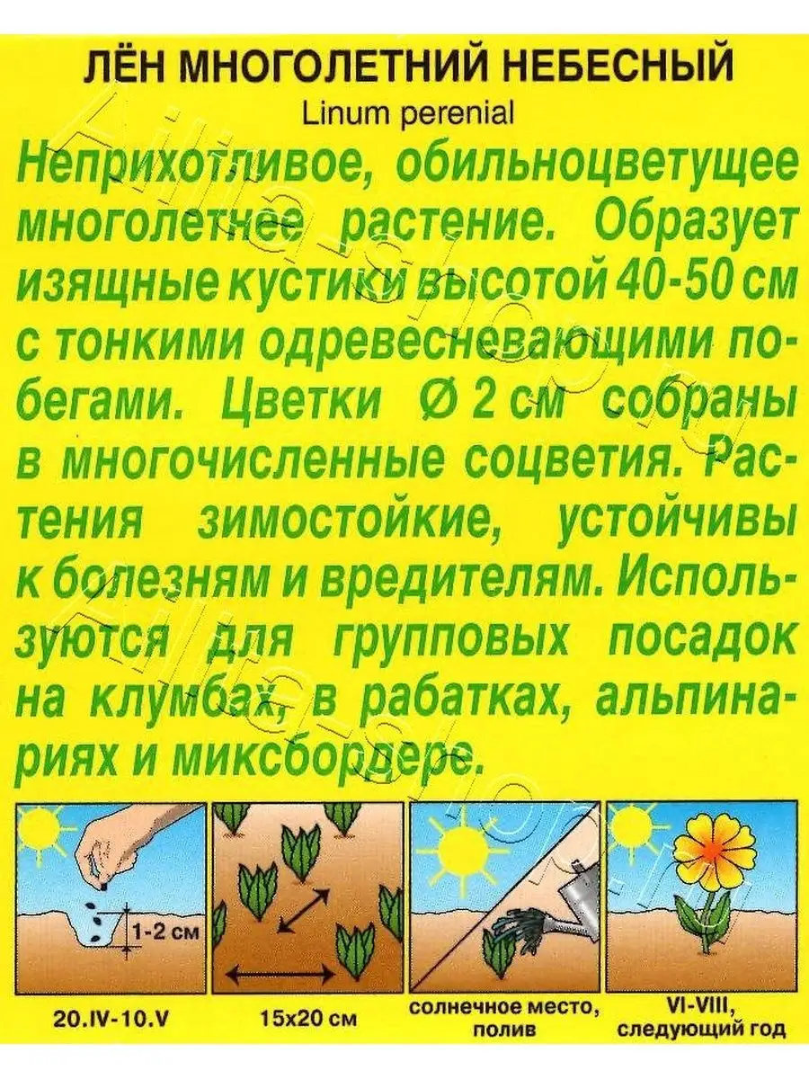 Лен Многолетний Небесный Фото