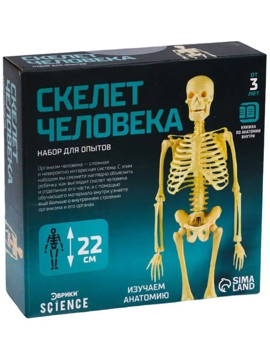 Модель Скелета Человека Купить