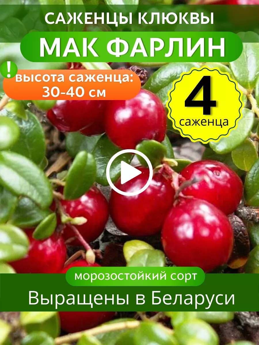 Клюква саженцы 4 штуки