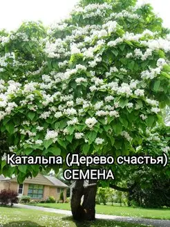 Коллекция деревьев счастья престиж