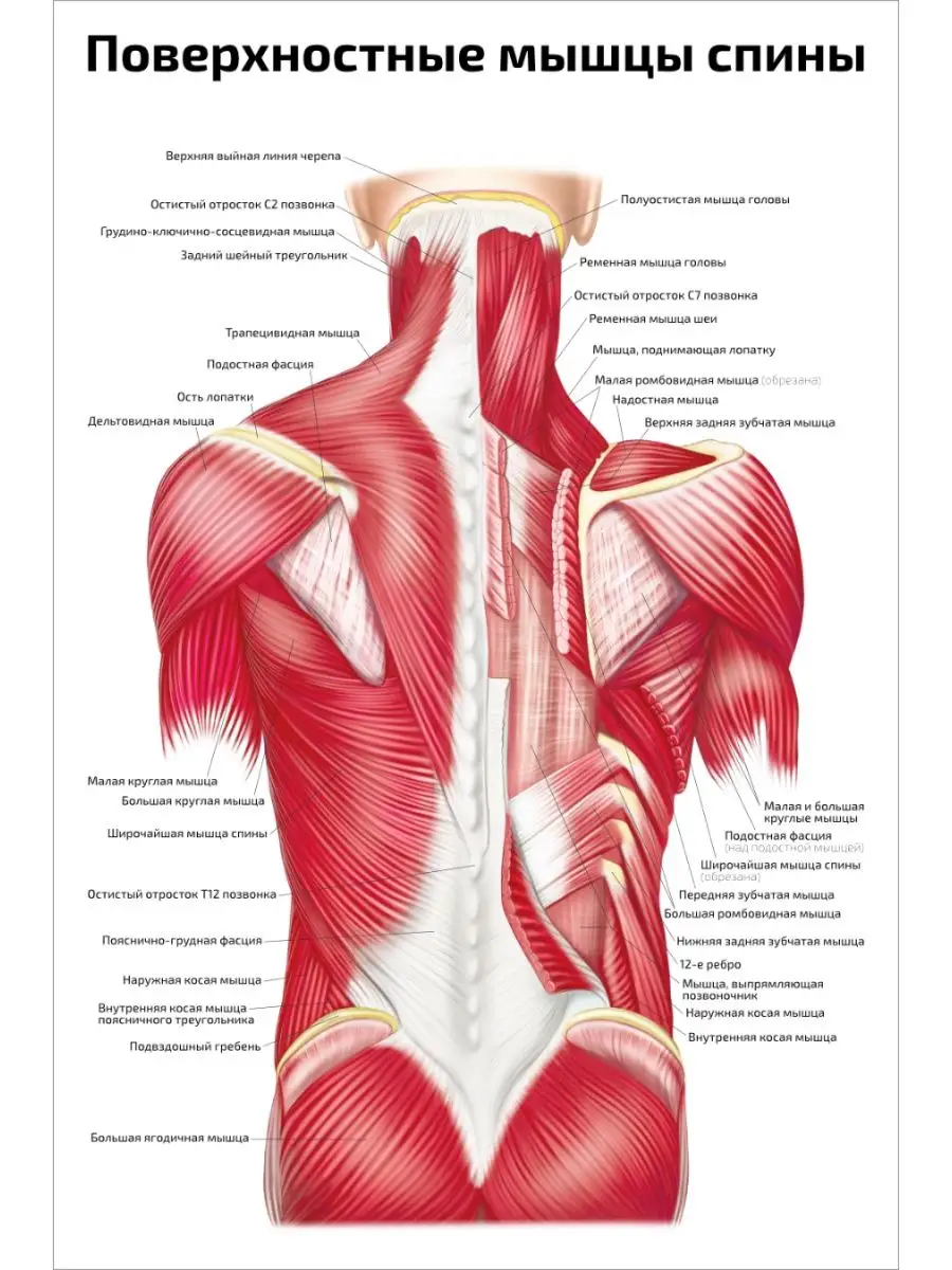 Поверхностные мышцы спины медицинский плакат 61х91см Квинг купить по цене  792 ₽ в интернет-магазине Wildberries | 152108789