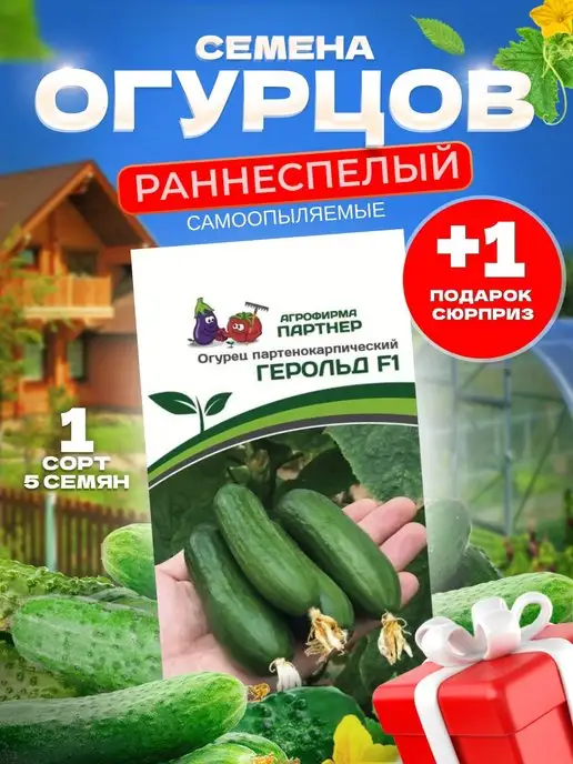 Сорт огурцов платоша. Огурец платоша описание. Агрофирма партнер огурец шоша f1 5 шт. Огурец платоша f1 5шт (партнер). Огурец герольд f1.