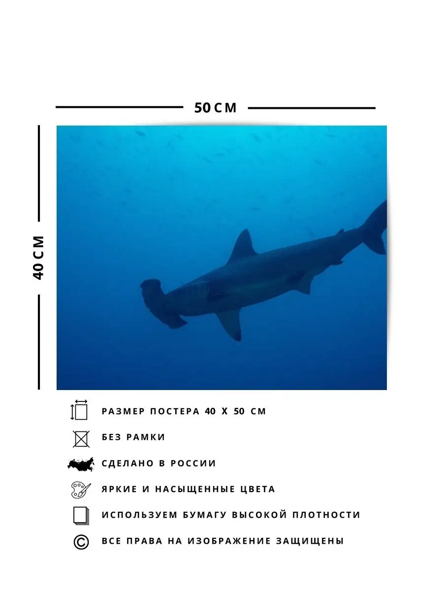 Постер на стену, Акула Молот О! Мой Постер купить по цене 444 ₽ в  интернет-магазине Wildberries | 152187423