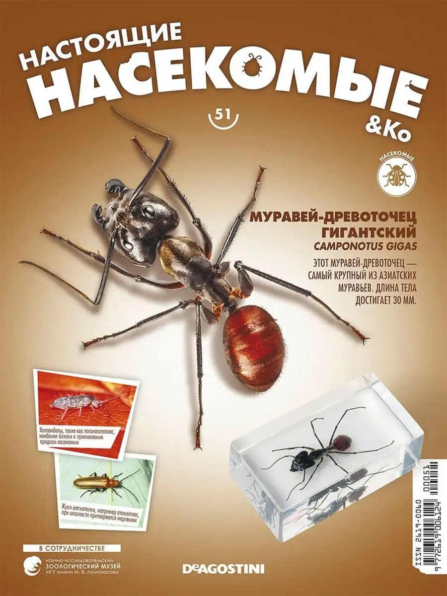 Его видели лишь раз: таинственное насекомое-хищник скрывается в Волгоградской области