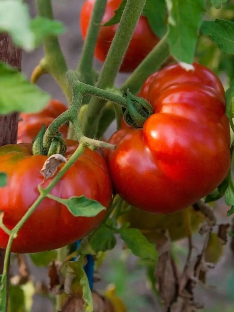 Томат сан. Томат Сан Марцано нано. Томат San Marzano 2 Alto. Марцано черри. San Marzano Nano (Сан Марцано нано),.