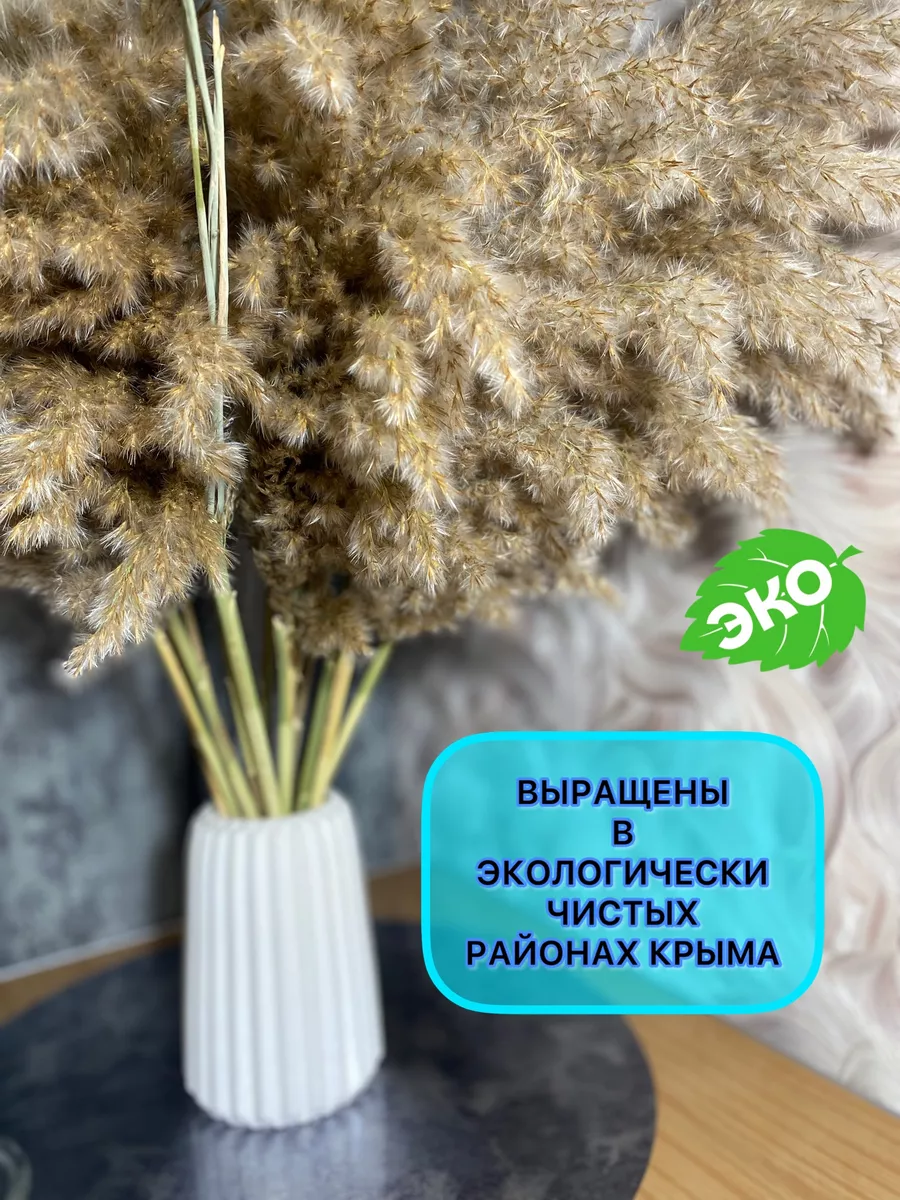 Сухоцветы камыш крымский декоративный HomeRina купить по цене 24,91 р. в  интернет-магазине Wildberries в Беларуси | 153440126