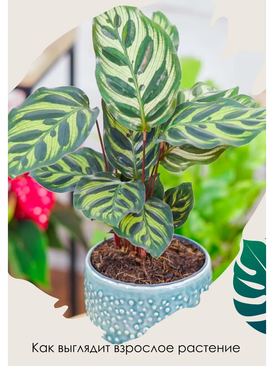 Калатея макояна уход в домашних условиях фото Калатея Макояна (Calathea Makoyana) D6см Exotica купить по цене 1 169 ₽ в интерн