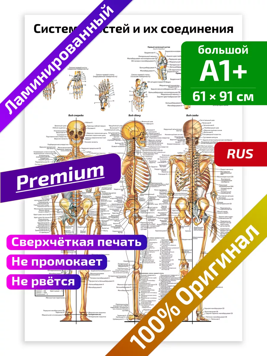 Квинг Система костей строение скелета плакат 61х91см