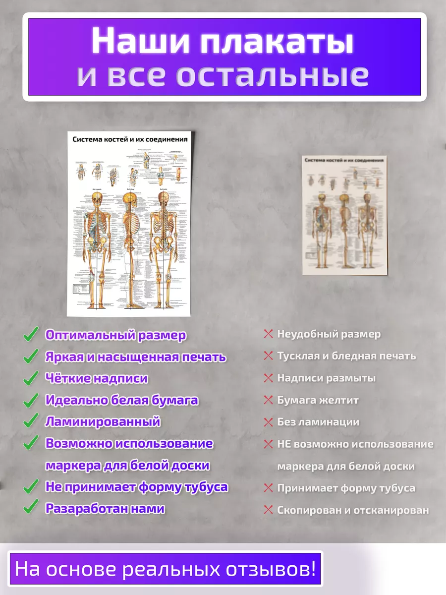 Система костей строение скелета плакат 61х91см Квинг купить по цене 765 ₽ в  интернет-магазине Wildberries | 155257841