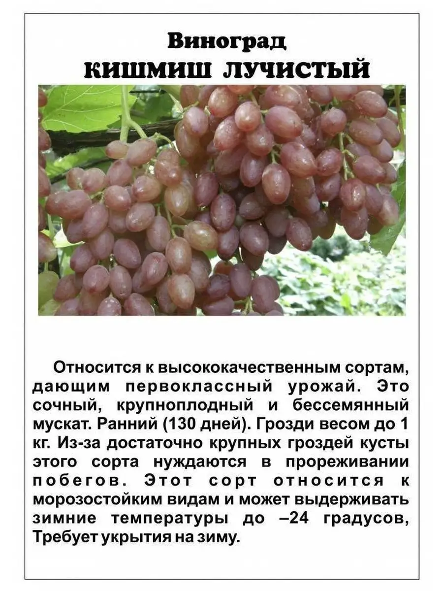 ОгородNIK Саженец винограда