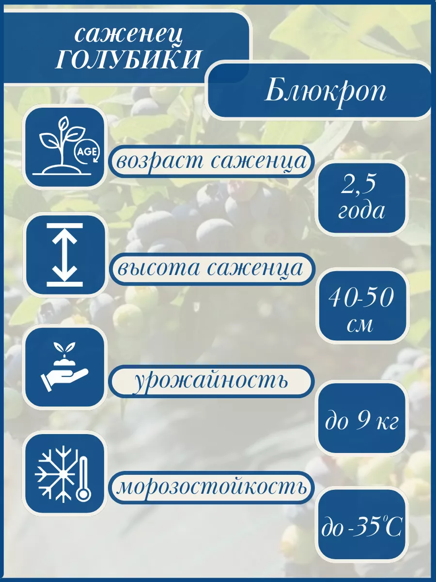 Саженец голубики Блюкроп 1шт, in Vitro Город саженцев купить по цене 413 ₽  в интернет-магазине Wildberries | 155903522