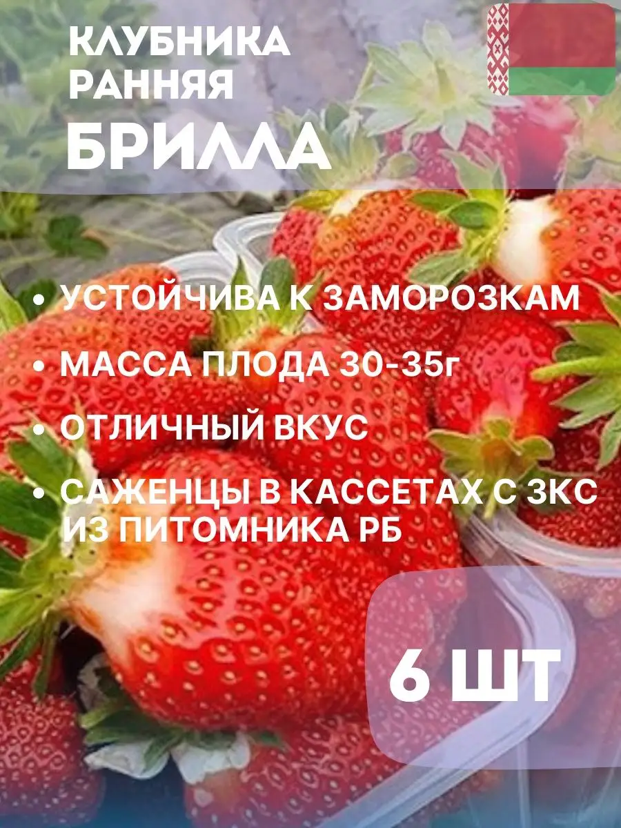 Клубника Кимберли Описание Сорта Фото Отзывы Садоводов