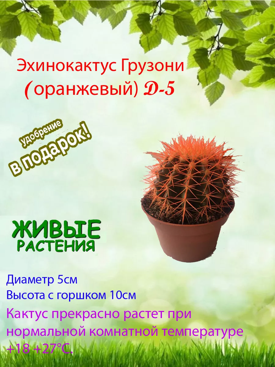 Живое комнатное растение Эхинокактус грузони оранжевый Это наш сад купить  по цене 589 ₽ в интернет-магазине Wildberries | 156970393