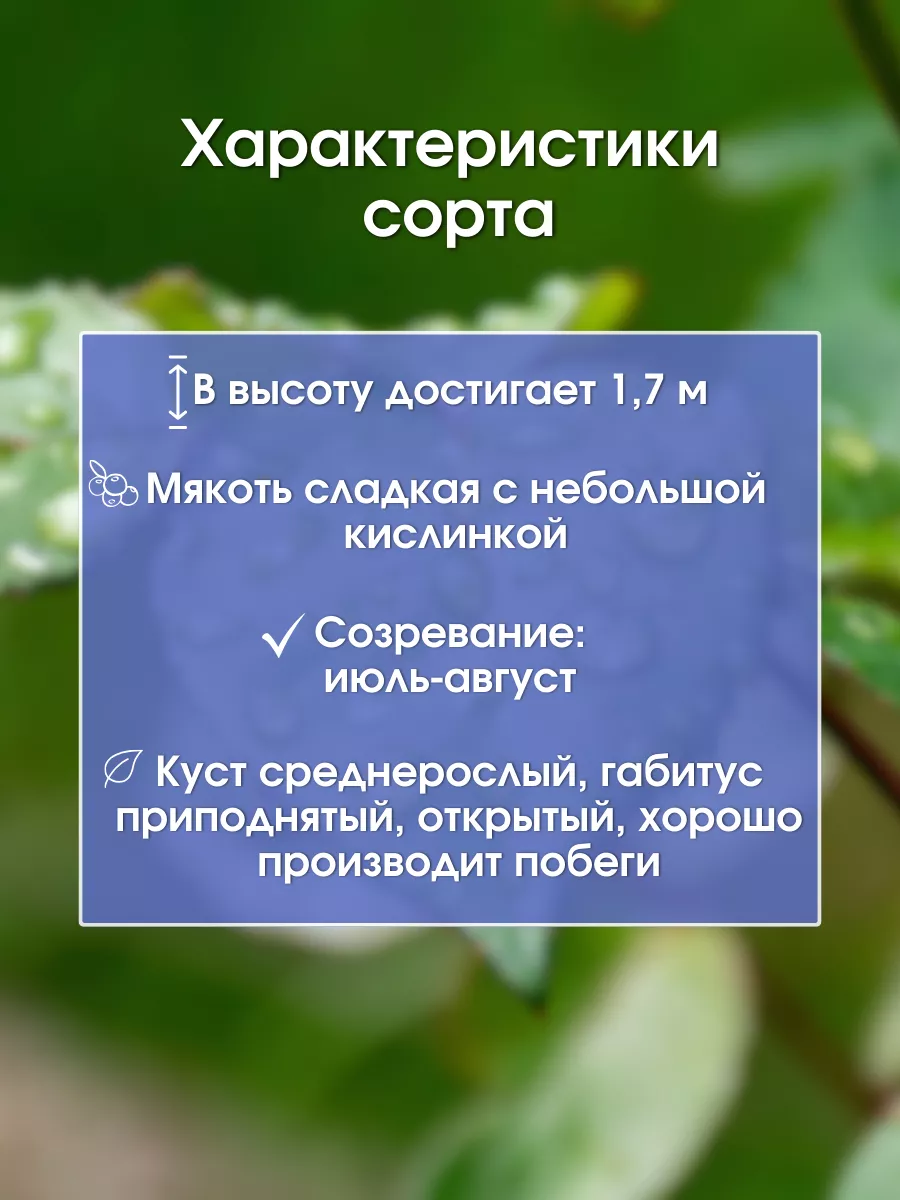 Голубика бонус. Голубика бонус описание.
