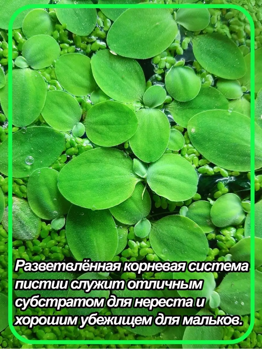 пистия аквариумное растение, ряска аквариумное растение, ряска и пистия, плавающие аквариумные растения