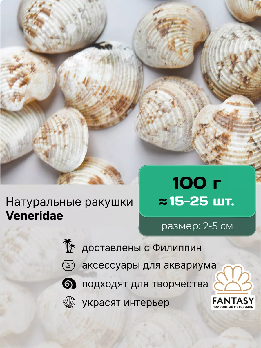 Ракушки натуральные морские Veneridae 100 г декор FANTАSY купить по цене  10,29 р. в интернет-магазине Wildberries в Беларуси | 158731559