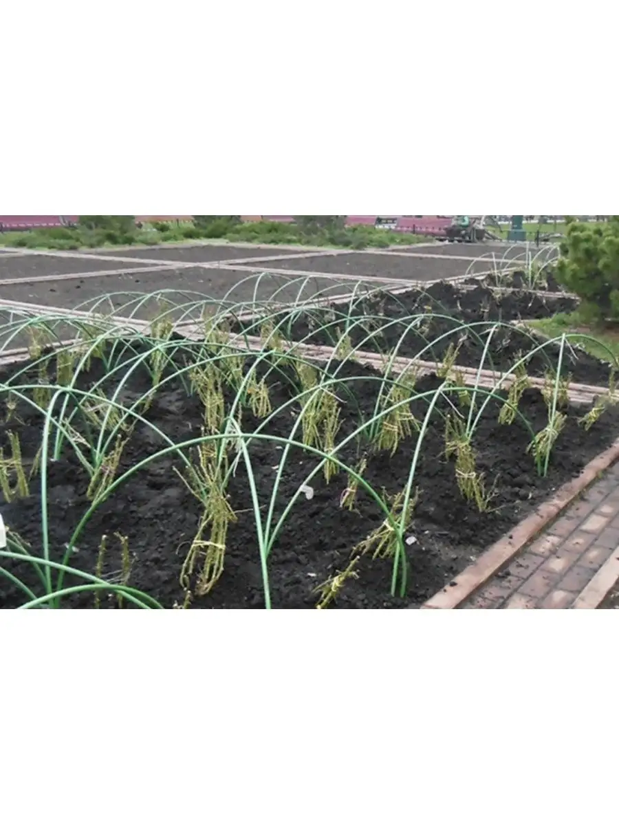 Дуги для парника из стеклопластиковой арматуры. Дуги для парника из стеклопластиковой арматуры. Дуги для укрытия роз. Парник из композитной арматуры. Дуга парниковая (6 шт ) 2м, стальная в пвх оболочке.